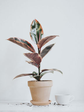 Ficus Elastica Belize - Plantredo