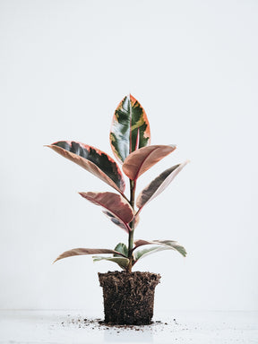 Ficus Elastica Belize - Plantredo