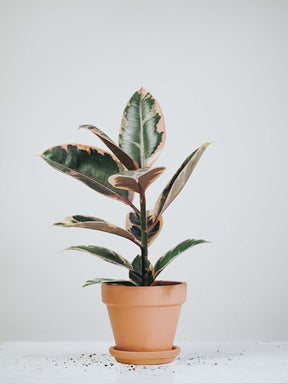 Ficus Elastica Belize - Plantredo