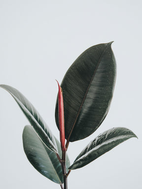 Ficus Elastica Burgundy - Plantredo