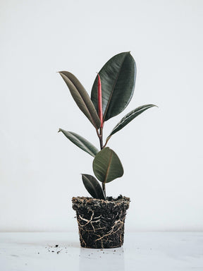 Ficus Elastica Burgundy - Plantredo