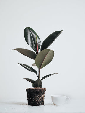 Ficus Elastica Burgundy - Plantredo