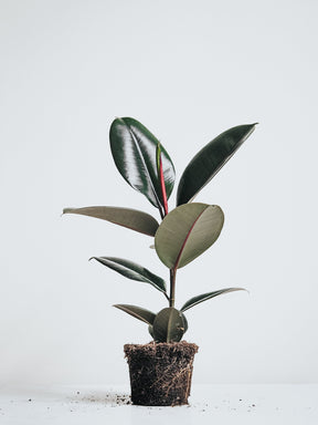 Ficus Elastica Burgundy - Plantredo