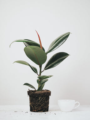 Ficus Elastica Robusta - Plantredo