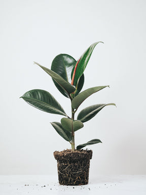 Ficus Elastica Robusta - Plantredo