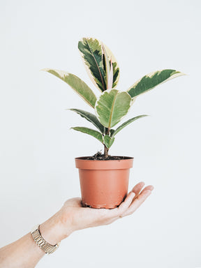 Ficus Elastica Tineke - Plantredo