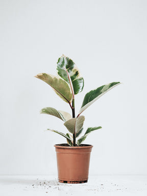Ficus Elastica Tineke - Plantredo