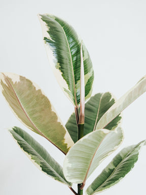 Ficus Elastica Tineke - Plantredo