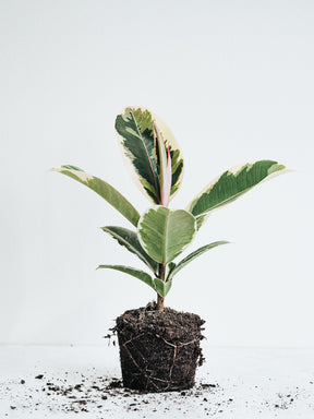 Ficus Elastica Tineke - Plantredo