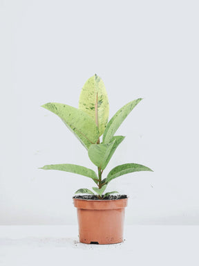 Ficus shivereana ’Moonshine’ - Plantredo