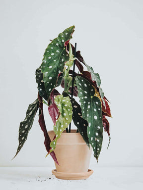 Forellbegonia - Plantredo