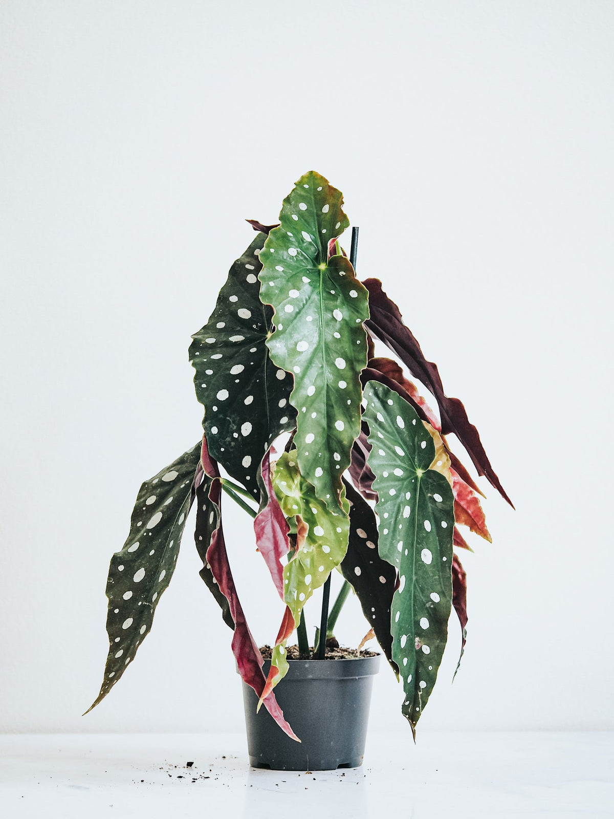 Forellbegonia - Plantredo