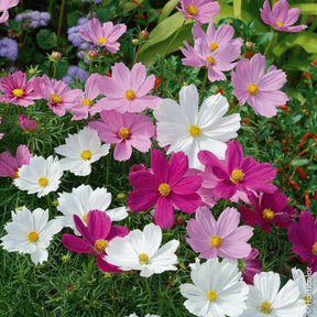 Frösamling Ängsblommor - Piccolo - Plantredo