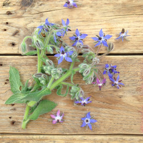 Frösamling Ätbara blommor - Piccolo - Plantredo