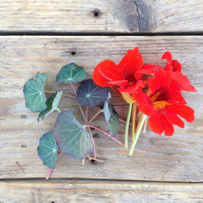 Frösamling Ätbara blommor - Piccolo - Plantredo