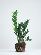 Garderobsblomma - Plantredo