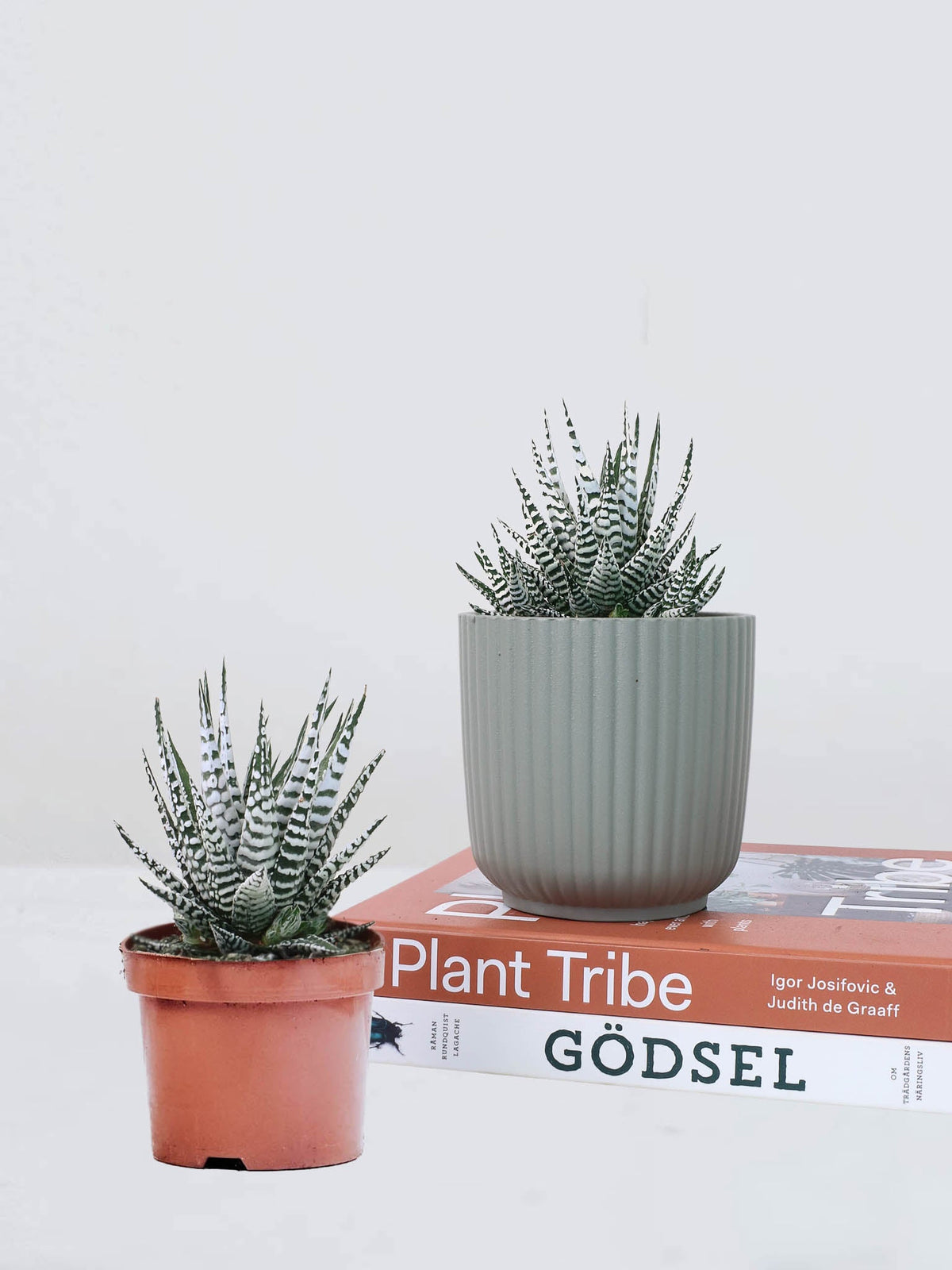 Haworthia fasciata - Plantredo