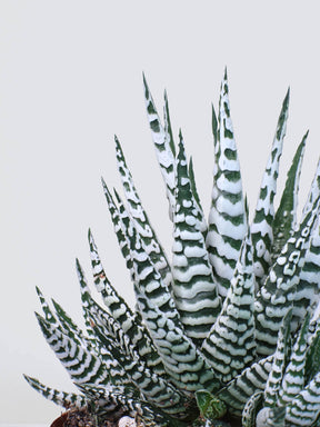 Haworthia fasciata - Plantredo
