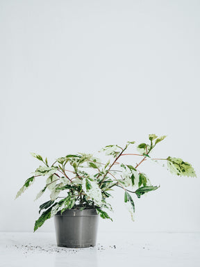 Hibiscus Variegata - Plantredo