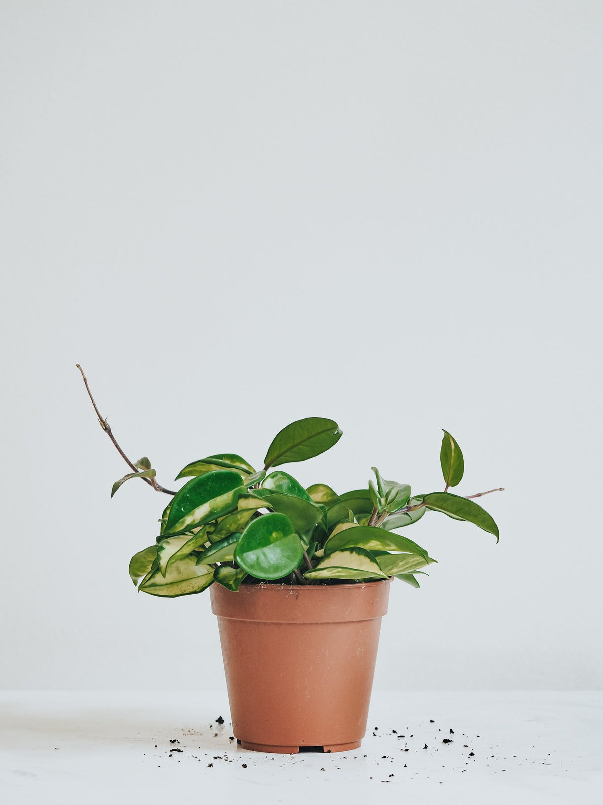 Hoya Carnosa Variegata - Plantredo