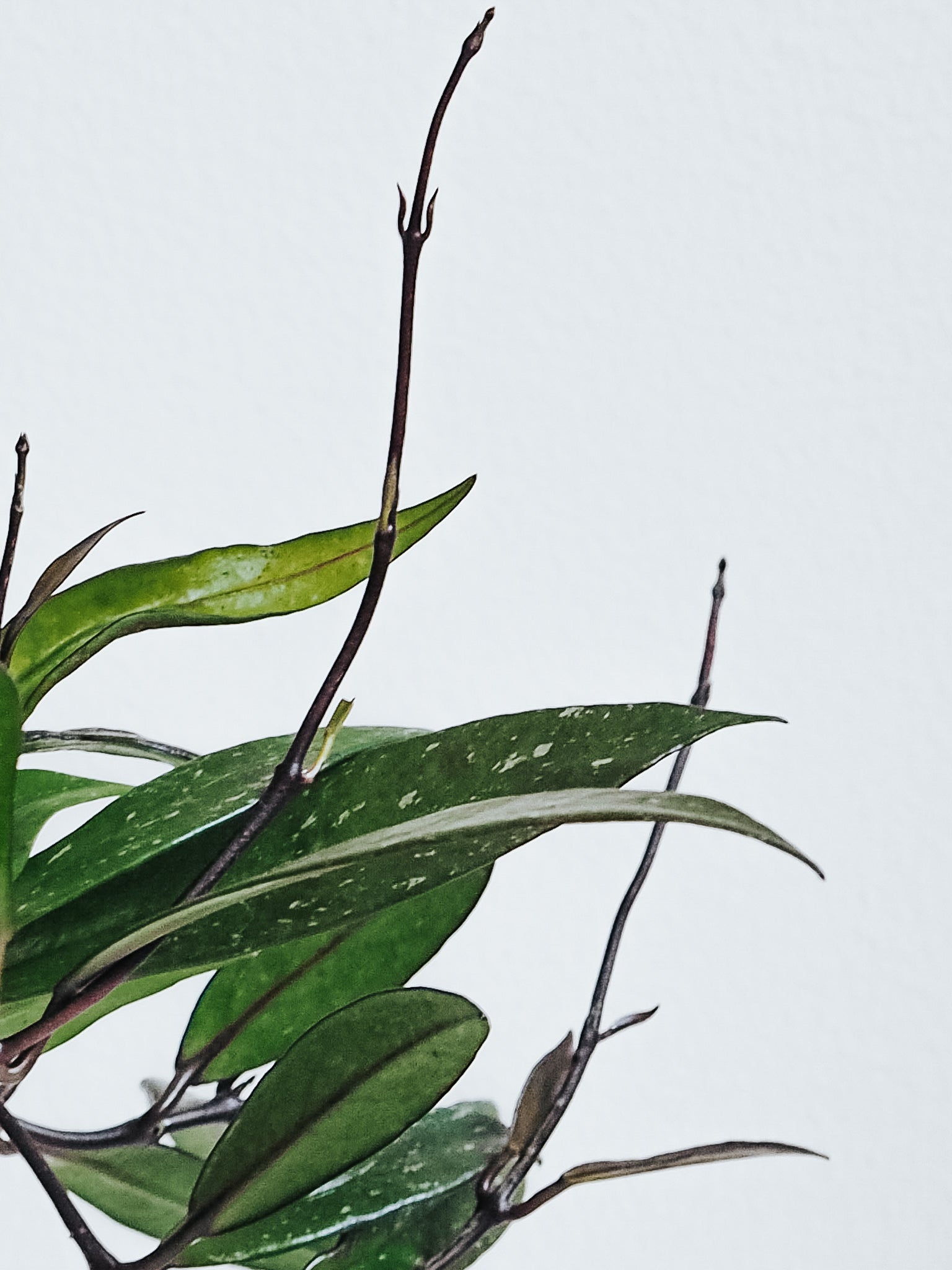 Hoya Pubicalyx - Plantredo