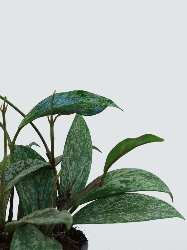 Hoya Silverspot - Plantredo
