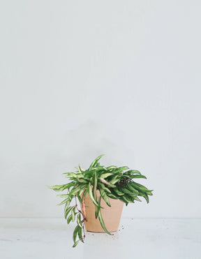 Hoya wayetii ’Variegata’ - Plantredo