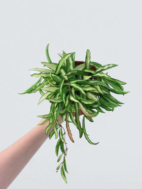Hoya wayetii ’Variegata’ - Plantredo
