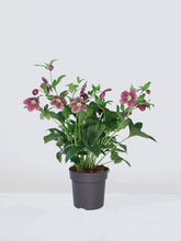 Julros Ice and roses - Plantredo