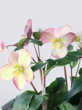 Julros orientalis - Plantredo