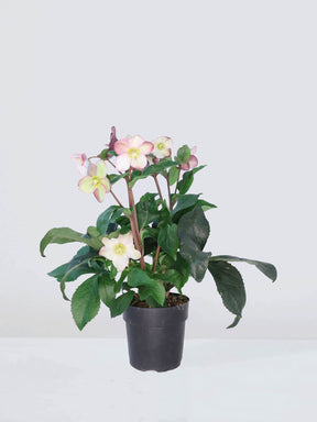Julros orientalis - Plantredo