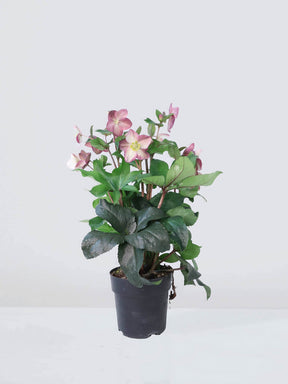 Julros orientalis - Plantredo