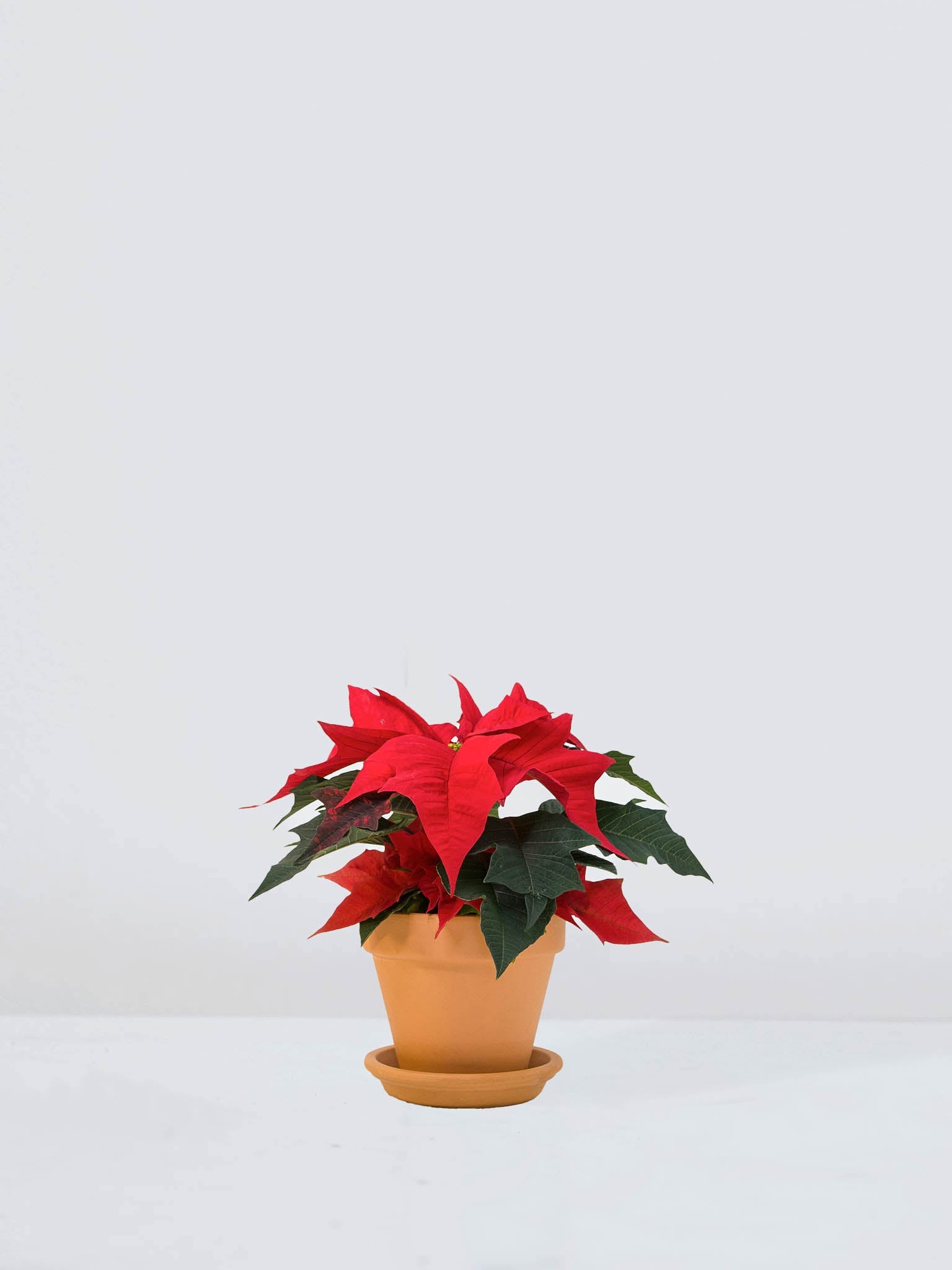 Julstjärnana Röd - Plantredo