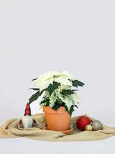 Julstjärnana Vit - Plantredo