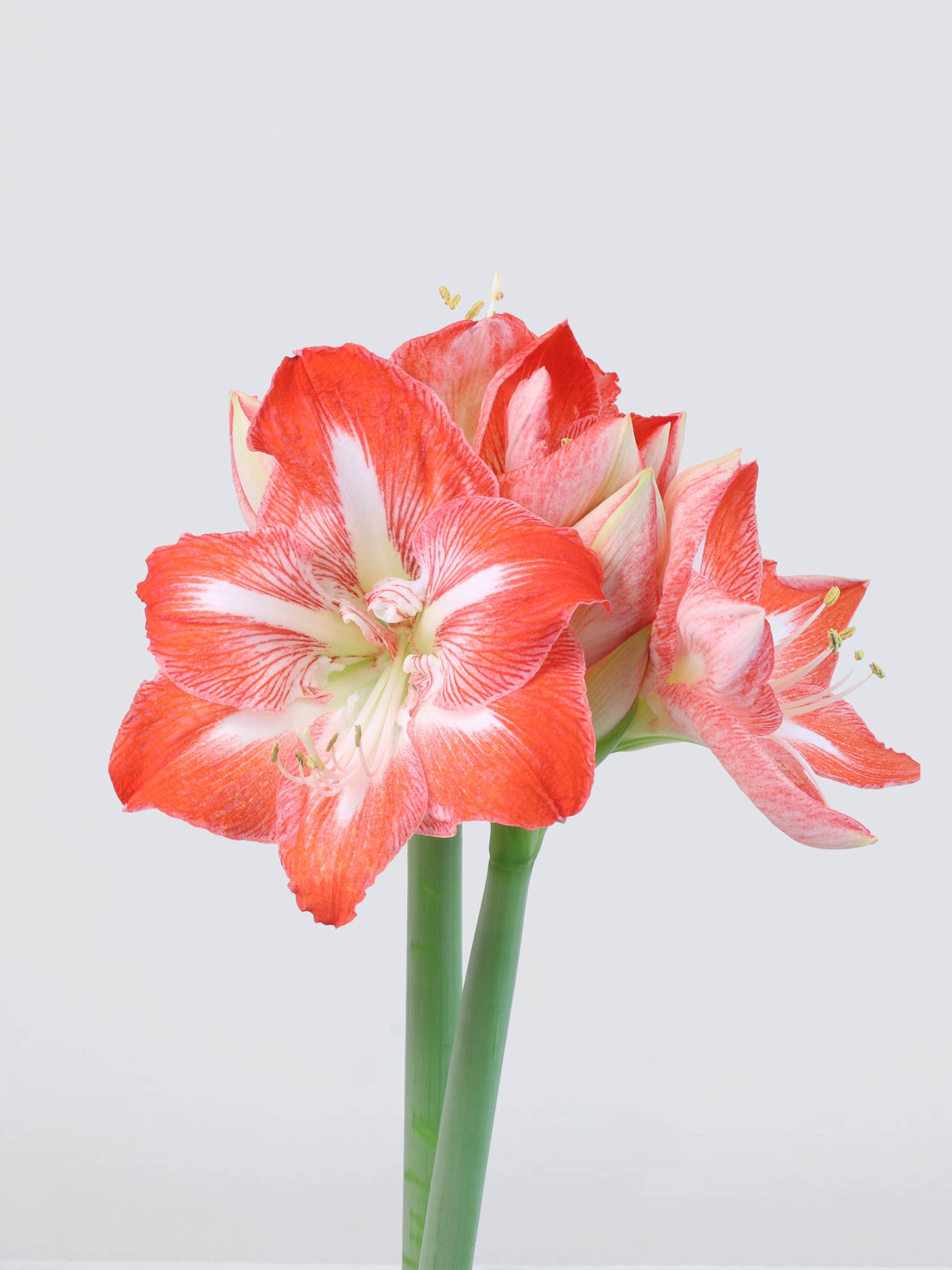 Jumbo Amaryllis ´Minerva´ - Plantredo