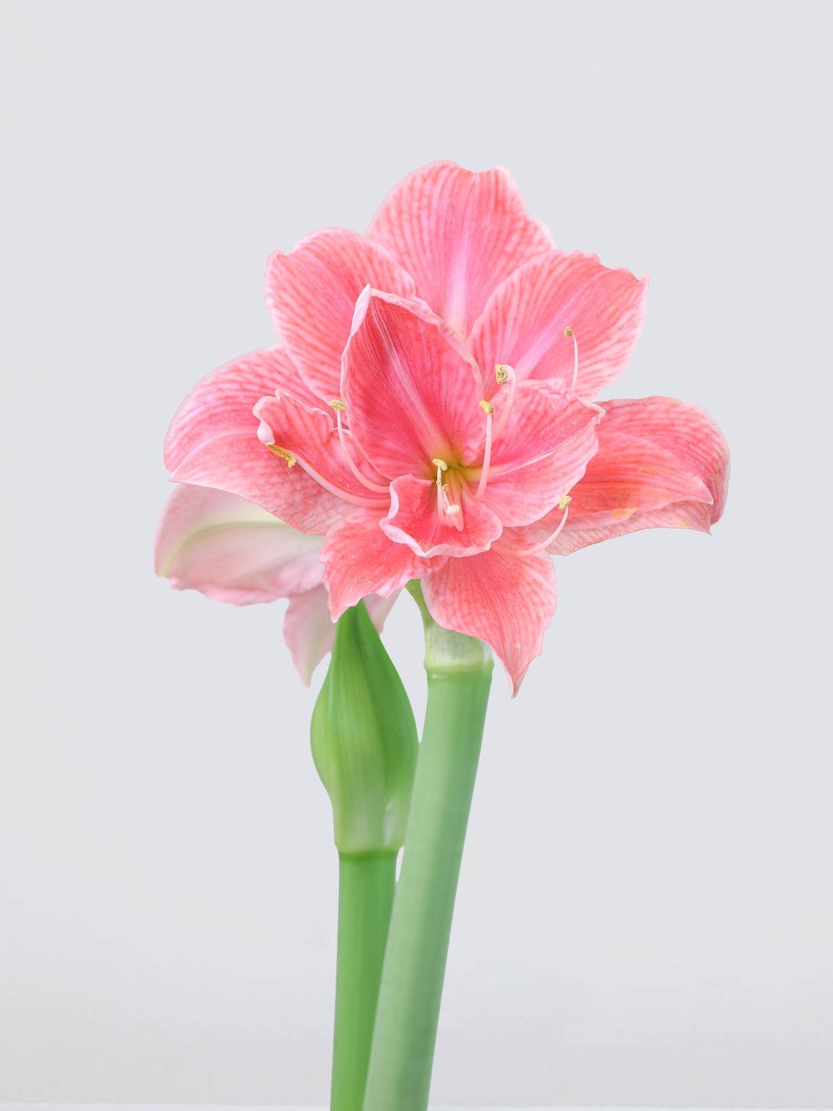 Jumbo Amaryllis ´Sweet Nymph´ - Plantredo