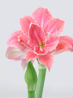 Jumbo Amaryllis ´Sweet Nymph´ - Plantredo