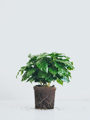Kaffeplanta - Plantredo