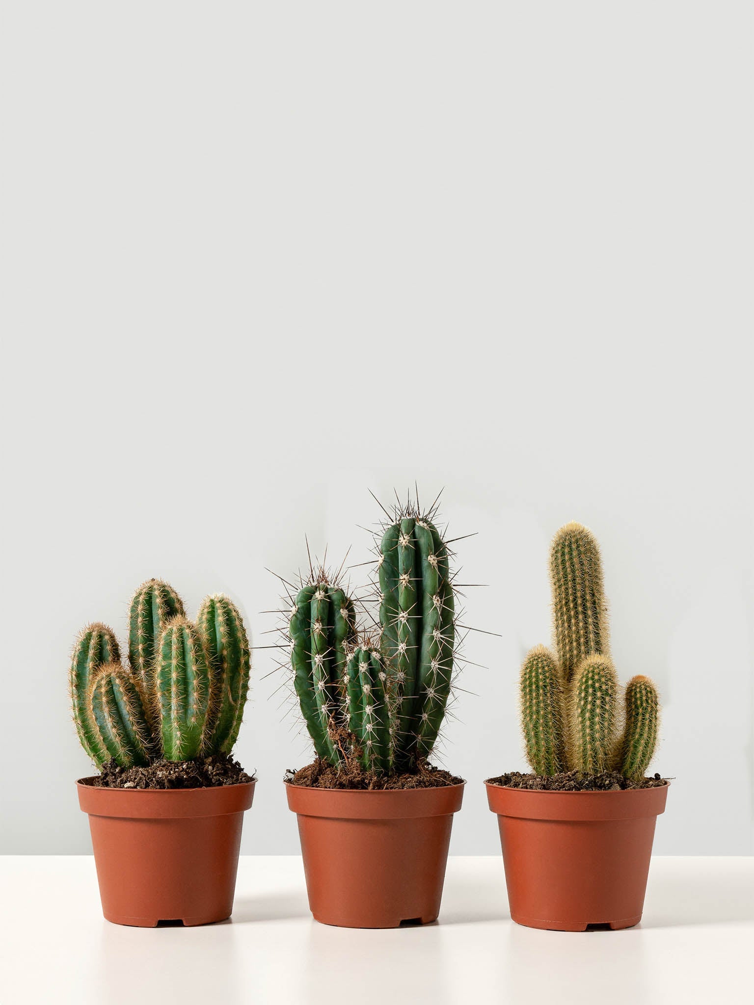 Kaktus mix | Växter Online | Plantredo