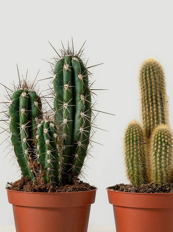 Kaktus - Plantredo
