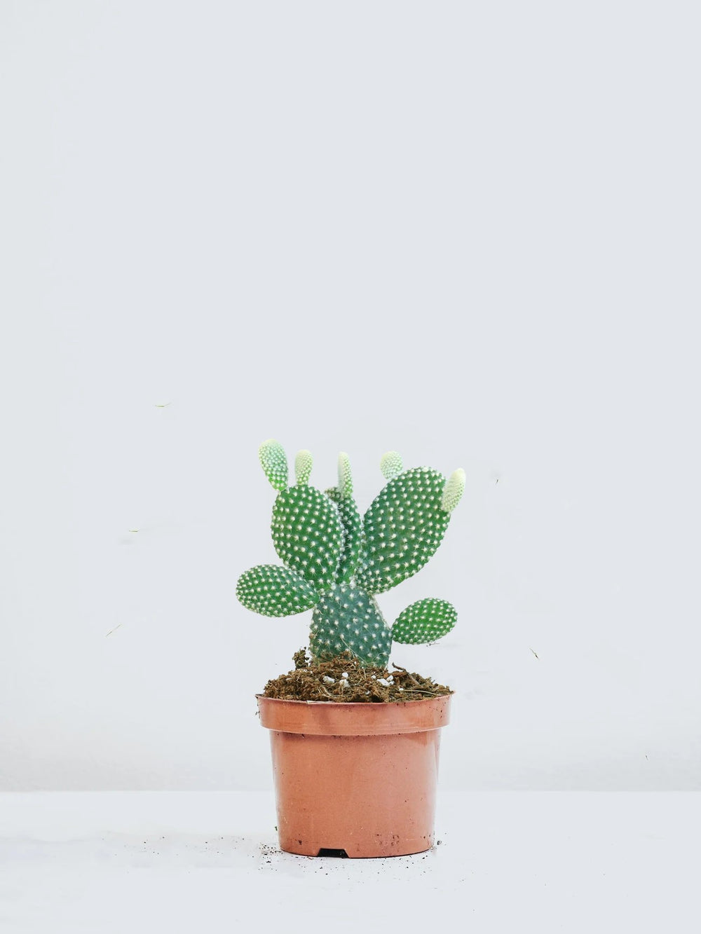Kaktus Opuntia V xter Online Plantredo Kaktus Opuntia V xter Online Plantredo