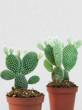 Kaktus Opuntia - Plantredo