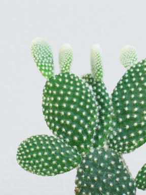 Kaktus Opuntia - Plantredo