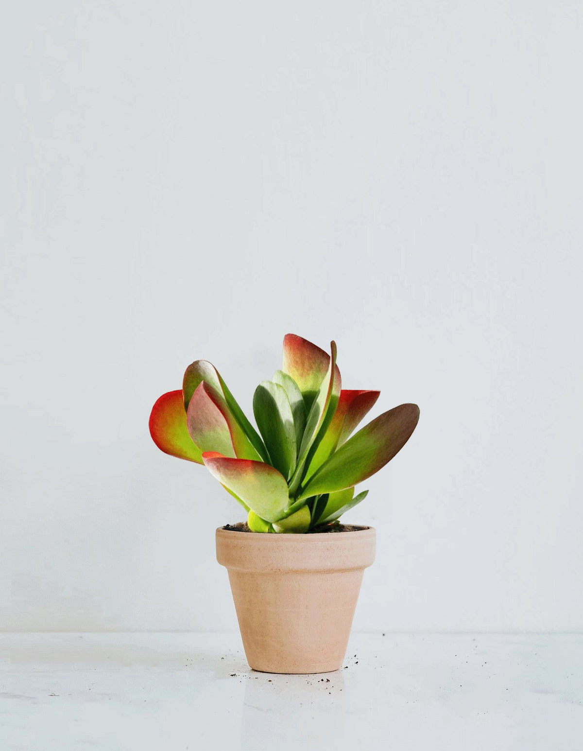 Kalanchoe Red Lips - Plantredo