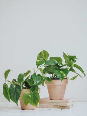 Klättrande växter - Plantredo