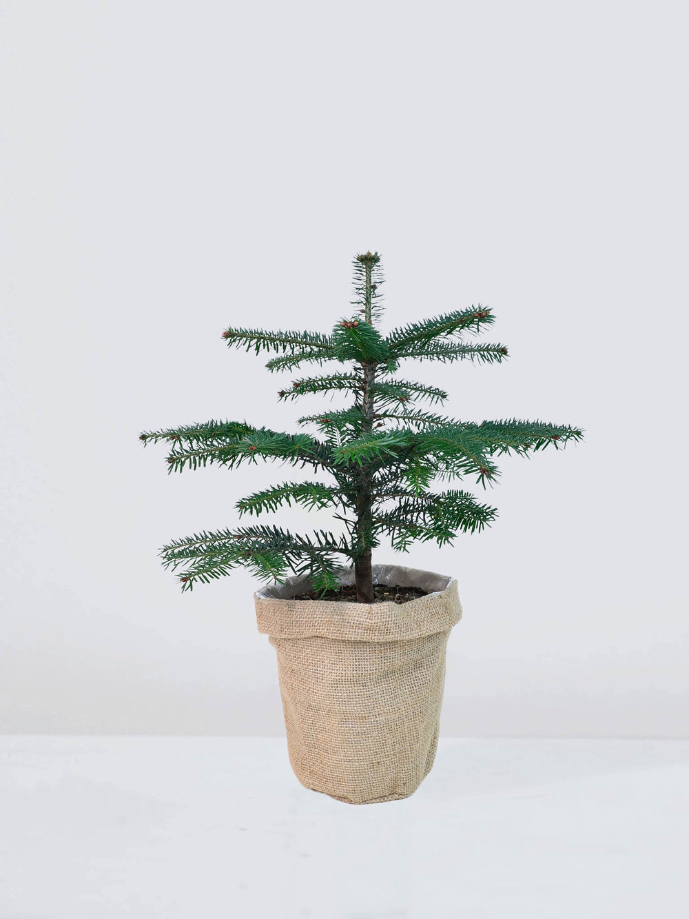 Liten julgran | Köp Växter Online | Plantredo