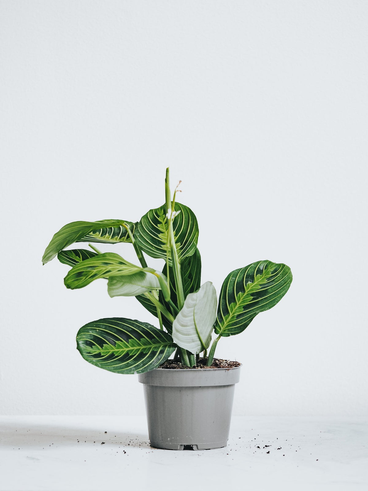 Maranta Leuconeura 'Lemon Lime' - Plantredo