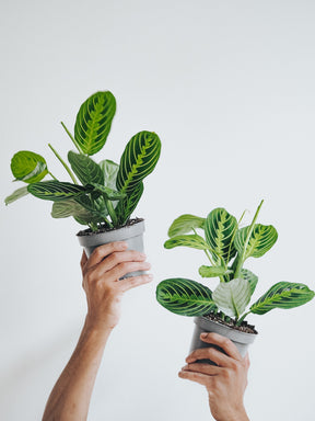 Maranta Leuconeura 'Lemon Lime' - Plantredo