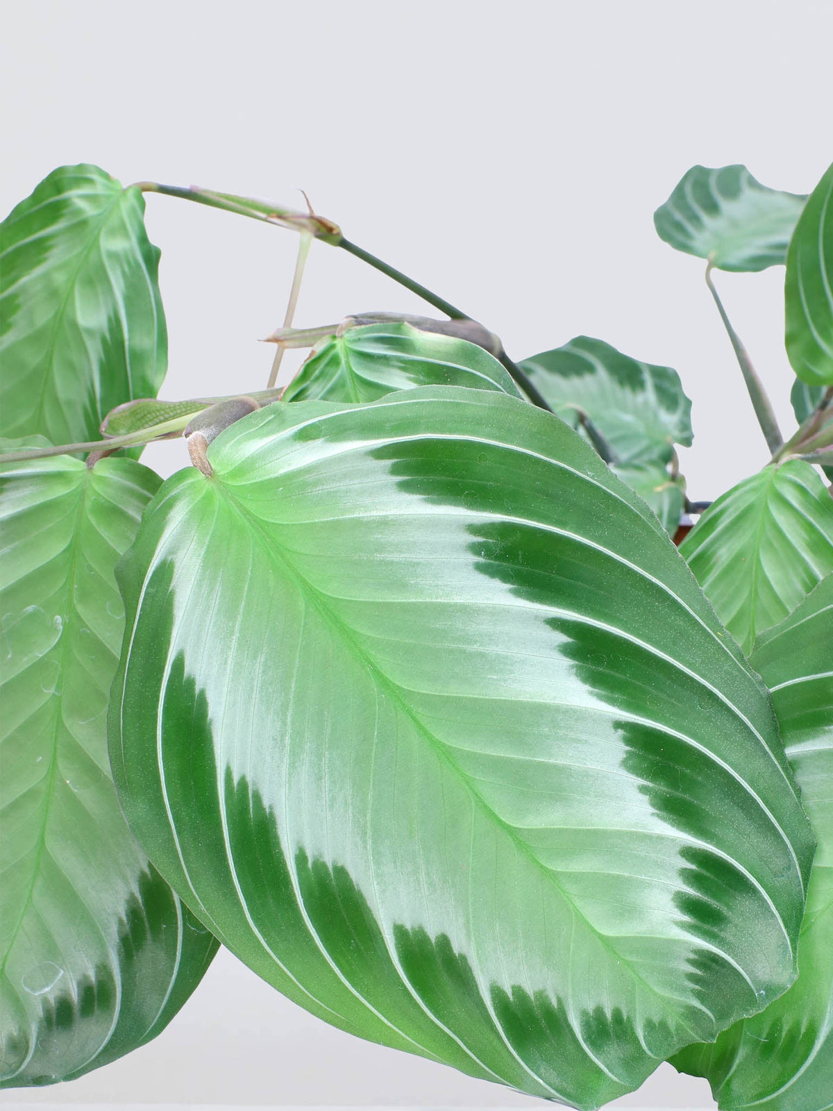 Maranta Leuconeura ’Silver Band’ - Plantredo