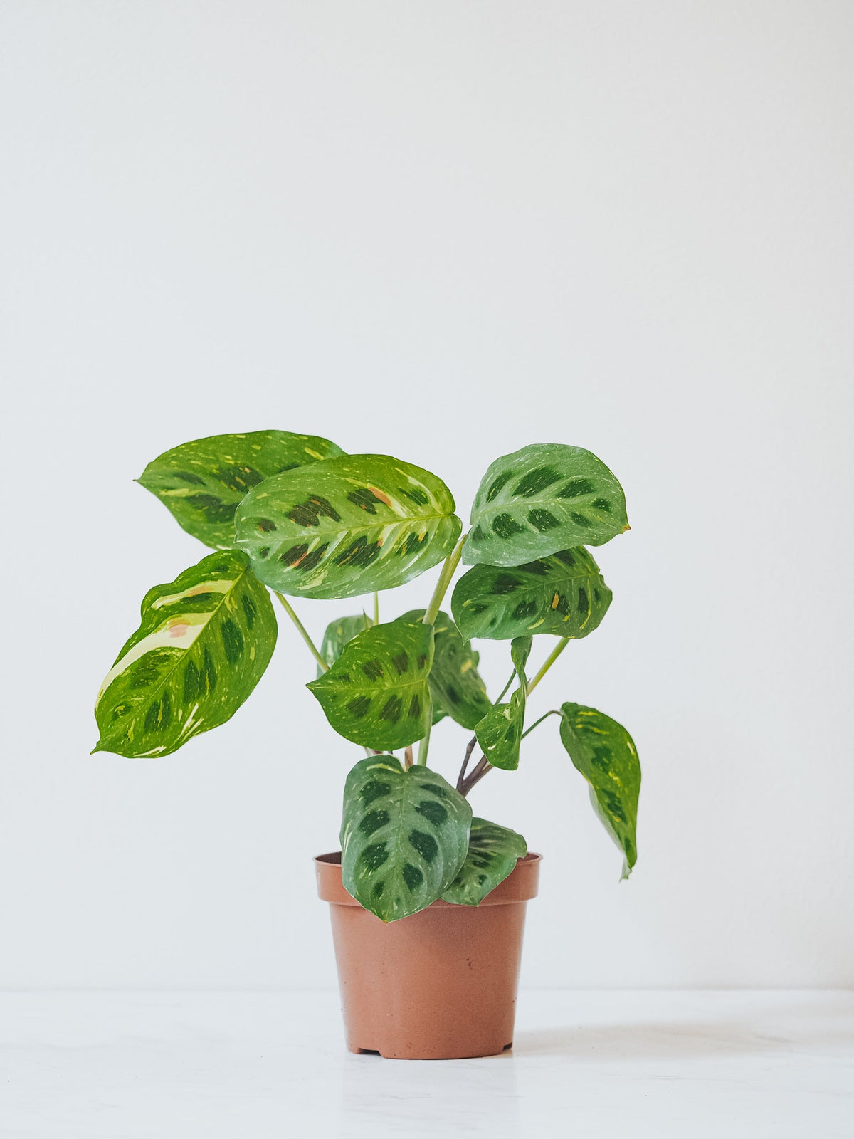 Maranta Leuconeura Variegata - Plantredo